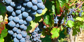 Ménétreux et la vigne